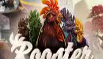 Rooster