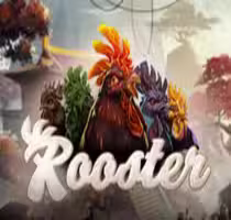 Rooster