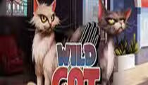 Wild Cat