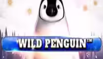 Wild Penguin