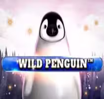 Wild Penguin