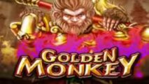 Golden Monkey