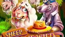 Sheep Gone Wild