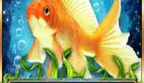 Wild Gold Fish