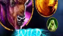 Wild Spirit