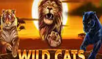 Wild Cats Multiline