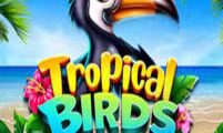 Tropical Birds