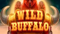 Wild Buffalo