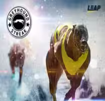 Greyhound Streak