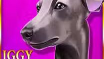 Iggy Racing
