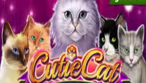 Cutie Cat