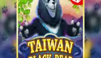Taiwan Black Bear