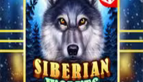 Siberian Wolves