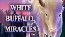 White Buffalo Miracles