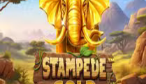 Stampede Gold