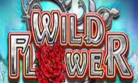  Wild Flower