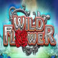  Wild Flower