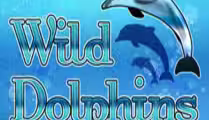 Wild Dolphins
