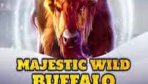 Majestic Wild Buffalo — Winter Wonderland