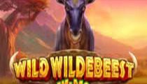 Wild Wildebeest Wins