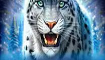 Majestic White Leopard