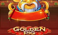 Golden Pig